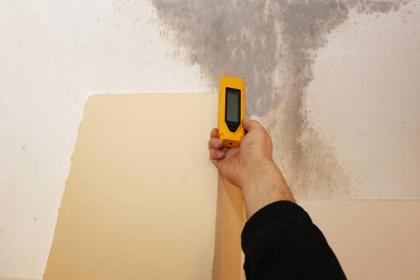 Best Commercial Mold Inspection  in Essex Village, CT