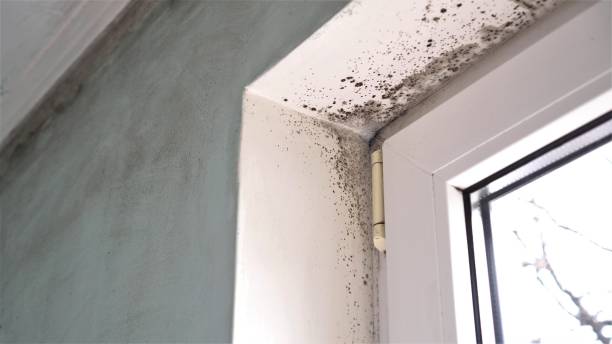 Asbestos and Lead Testing During Mold Inspection in Essex Village, CT