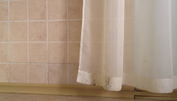 Best Dehumidification Services  in Essex Village, CT