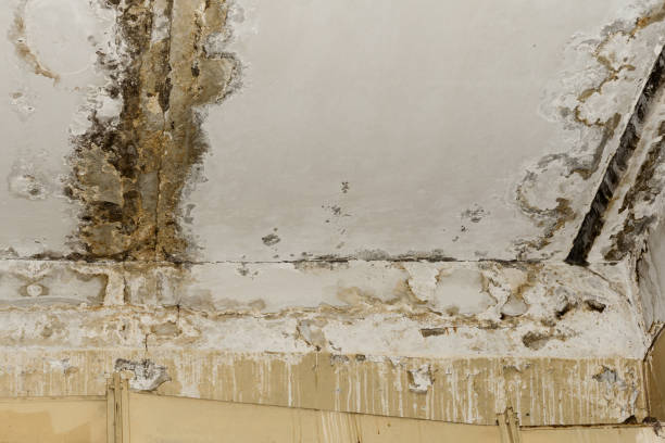 Best Mold Prevention Services  in Essex Village, CT