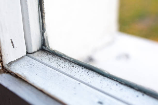 Best Basement Mold Removal  in Essex Village, CT