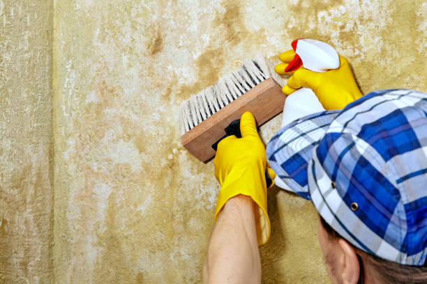 Best Emergency Mold Remediation  in Essex Village, CT