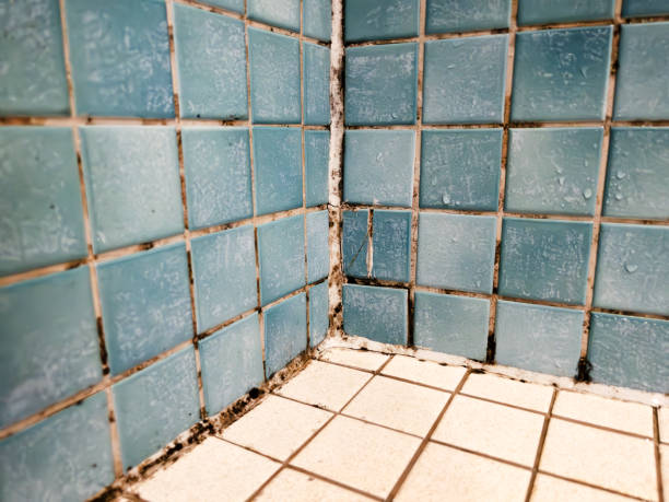 Best Mold Removal for HVAC Installations  in Essex Village, CT