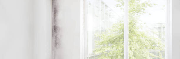 Best Black Mold Removal  in Essex Village, CT