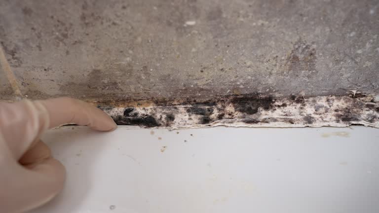 Best Airborne Mold Testing  in Essex Village, CT
